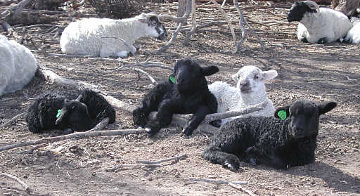 Greyface Lambs