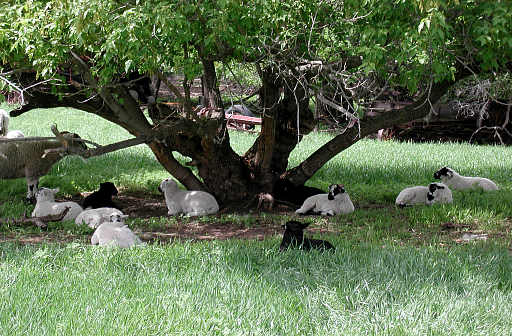 Lambs enjoying the shade