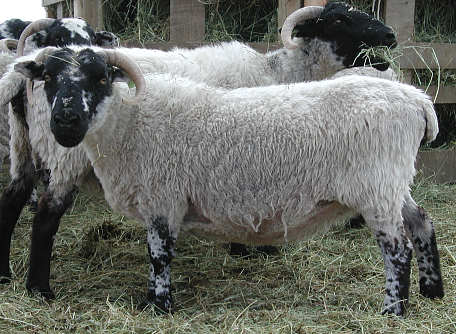 Nordin 016 'Squeak'