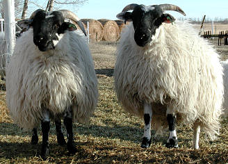 Sugar & Spice - twin ewes