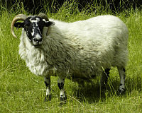 Nordin 061 'Doppler'
