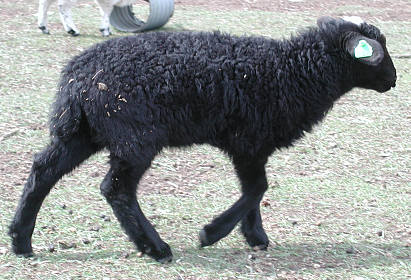 Nordin 238 'Oreo'