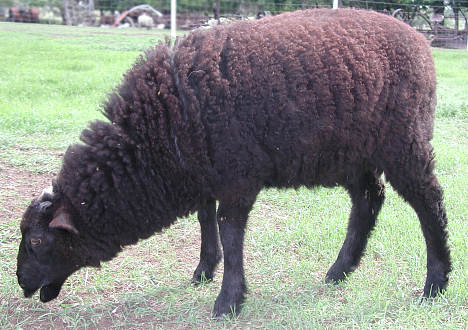 Nordin 238 'Oreo'