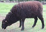 Nordin 238 'Oreo'