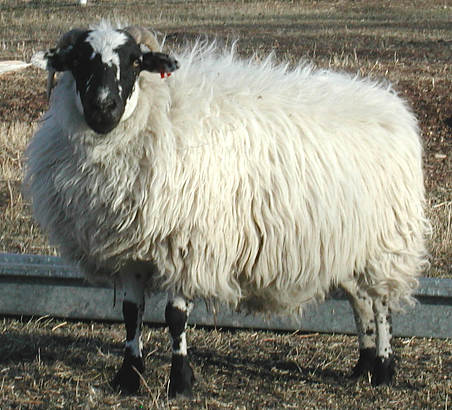 Bowick 335 'Darkie'