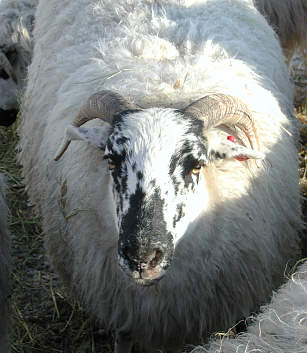 Bowick 338 'Freckles'