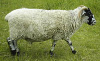 Bowick 322 'Dumpling'