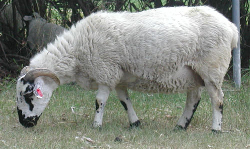 Bowick 331 'Cowface'