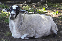 Bowick 335 'Darkie'
