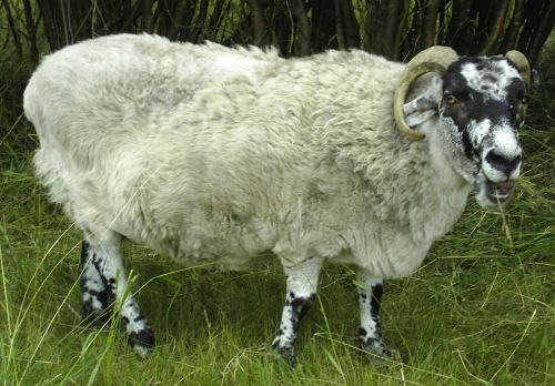 Bowick 337 'Sloper'