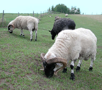 Rams Grazing