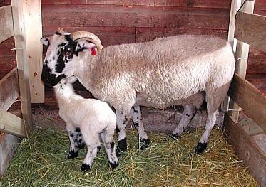 'Stripe' with
her lamb