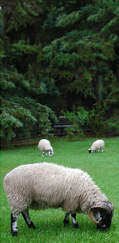 grazing sheep