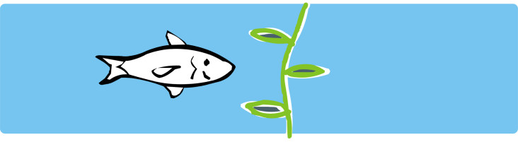 fish with seaweed